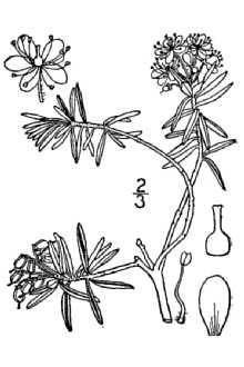 <i>Rhododendron tomentosum</i> Harmaja ssp. subarcticum (Harmaja) G. Wallace