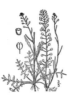 <i>Lepidium densiflorum</i> Schrad. var. pubecarpum (A. Nelson) Thell.