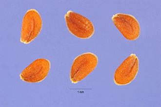 <i>Lepidium ramosum</i> A. Nelson
