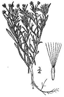 <i>Leptilon divaricatum</i> (Michx.) Raf.
