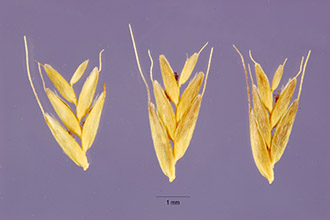 <i>Leptochloa domingensis</i> (Jacq.) Trin.