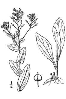 <i>Lepidium draba</i> L. ssp. draba