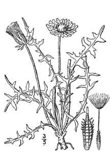 <i>Taraxacum erythrospermum</i> Andrz. ex Besser