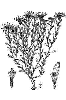 <i>Leucelene ericoides</i> (Torr.) Greene