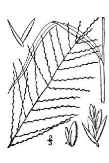 <i>Leptochloa filiformis</i> (Lam.) P. Beauv.