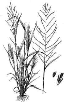 <i>Leptochloa filiformis</i> (Lam.) P. Beauv. var. pulchella (Scribn.) Beetle