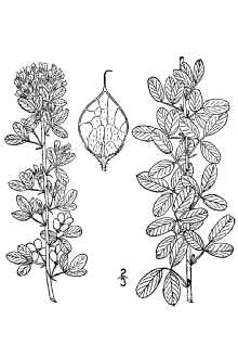 <i>Lespedeza intermedia</i> (S. Watson) Britton, nom. inq.