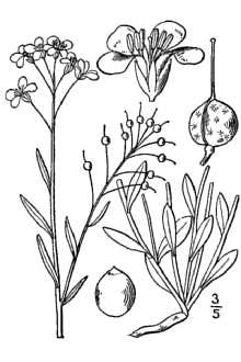 <i>Vesicaria globosa</i> Desv.