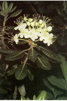 <i>Ledum groenlandicum</i> Oeder ssp. glandulosum (Nutt.) Á. Löve & D. Löve