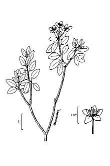 <i>Ledum groenlandicum</i> Oeder ssp. glandulosum (Nutt.) Á. Löve & D. Löve