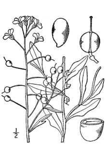 <i>Physaria gracilis</i> (Hook.) O'Kane & Al-Shehbaz