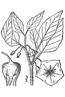 <i>Chamaesaracha grandiflora</i> (Hook.) Fernald