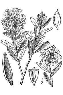 <i>Ledum palustre</i> L. ssp. groenlandicum (Oeder) Hultén