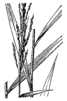 Southern Cutgrass