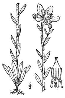 <i>Saxifraga hirculus</i> L. ssp. coloradensis K.O. Hedb.