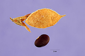 <i>Hedysarum violaceum</i> L.