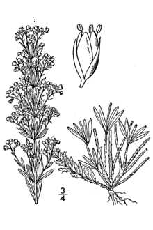 <i>Lechea juniperina</i> E.P. Bicknell