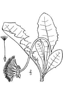 <i>Leontodon taraxacum</i> L. p.p., nom. inq.