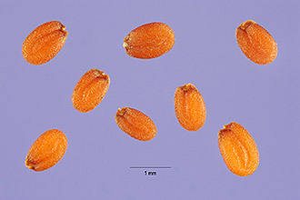 <i>Cardaria latifolia</i> (L.) Spach