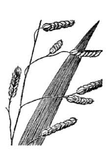 <i>Homalocenchrus lenticularis</i> (Michx.) Kuntze