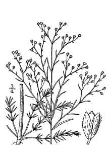 <i>Lechea leggettii</i> Britton & Hollick var. ramosissima Hodgdon