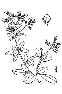 <i>Lespedeza nuttallii</i> Darl. var. manniana (Mack. & Bush) Gleason