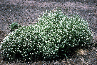 Mountain Pepperweed