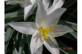 Common Starlily