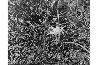 Common Starlily