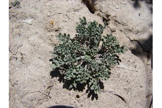 <i>Lepidium montanum</i> Nutt. var. papilliferum (L.F. Hend.) C.L. Hitchc.