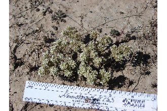 <i>Lepidium montanum</i> Nutt. var. papilliferum (L.F. Hend.) C.L. Hitchc.