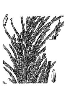 <i>Megastachya panicoides</i> J. Presl