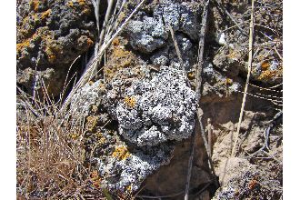 Dust Lichen