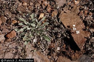 <i>Lesquerella purpurea</i> (A. Gray) S. Watson ssp. foliosa (Rollins) Rollins & Shaw