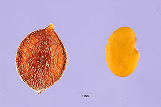 <i>Hedysarum repens</i> L.