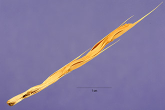 <i>Lepturus cinereus</i> Burcham