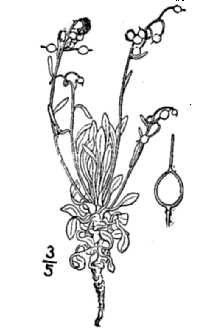 <i>Physaria reediana</i> O'Kane & Al-Shehbaz ssp. spatulata (Rydb.) O'Kane & Al-Shehbaz