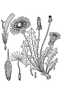 <i>Taraxacum retroflexum</i> Lindb. f.