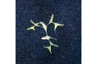 Star Duckweed