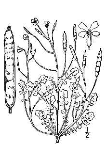 <i>Leavenworthia michauxii</i> Torr.