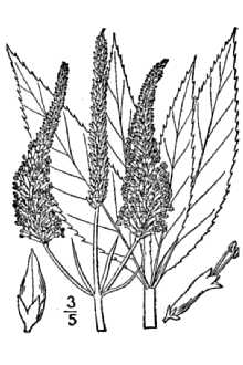 <i>Leptandra virginica</i> (L.) Nutt.