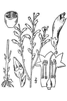 <i>Leptamnium virginianum</i> (L.) Raf.