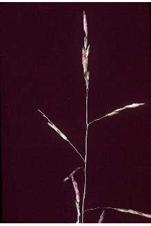 <i>Leersia virginica</i> Willd. var. ovata (Poir.) Fernald