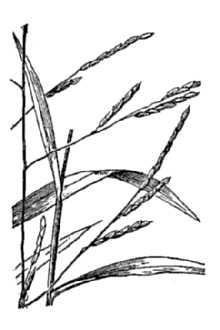 <i>Leersia virginica</i> Willd. var. ovata (Poir.) Fernald