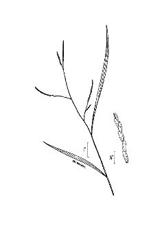 <i>Homalocenchrus virginicus</i> (Willd.) Britton