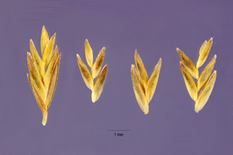 <i>Leptochloa domingensis</i> (Jacq.) Trin.