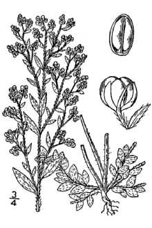 <i>Lechea minor</i> L. var. villosa (Elliott) B. Boivin