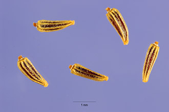 <i>Leucanthemum vulgare</i> Lam. var. pinnatifidum (Lecoq & Lamotte) Moldenke