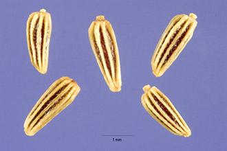 <i>Leucanthemum leucanthemum</i> (L.) Rydb., nom. inval.