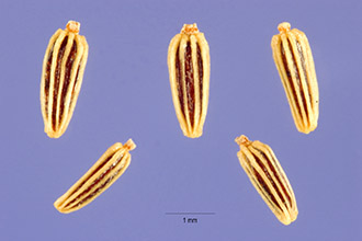 <i>Leucanthemum leucanthemum</i> (L.) Rydb., nom. inval.